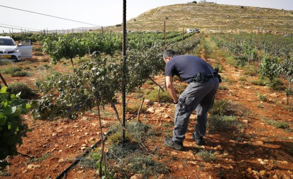 טרור חקלאי ענק: 1000 גפנים נכרתו ליד שילה