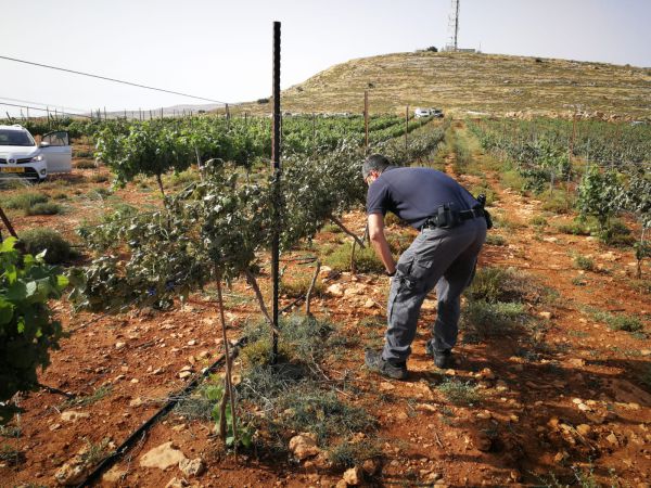 טרור חקלאי ענק: 1000 גפנים נכרתו ליד שילה