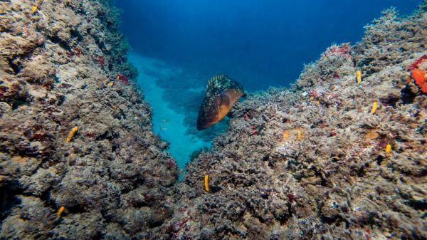 השר אלקין במהלך היסטורי להצלת הים התיכון