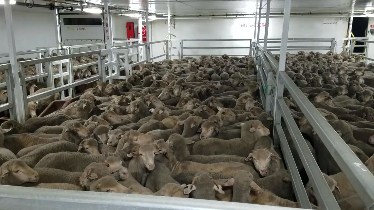 עשרות רבנים: "עצרו את המשלוחים החיים"