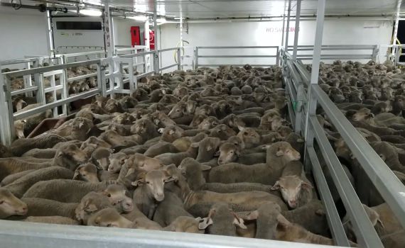 עשרות רבנים: "עצרו את המשלוחים החיים"