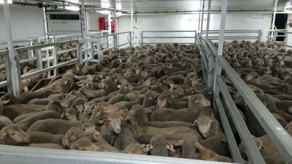 עשרות רבנים: "עצרו את המשלוחים החיים"