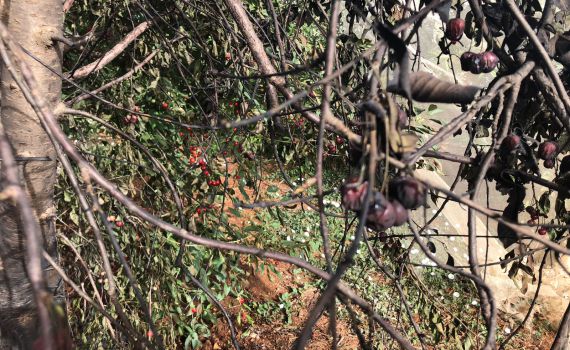 מחבלים הציתו את מטעי הדובדבנים בגוש עציון