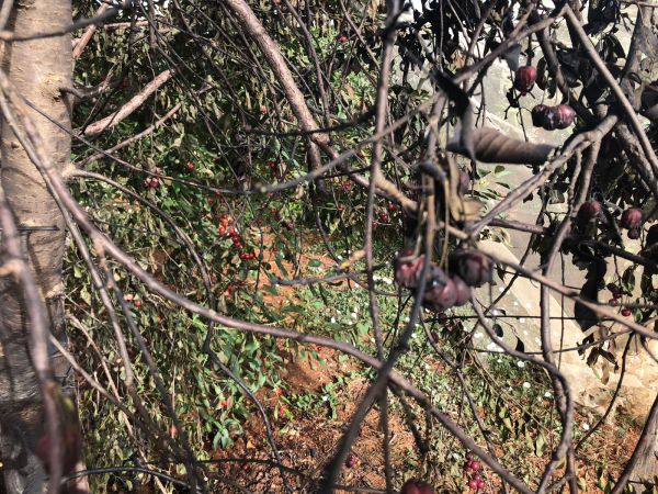 מחבלים הציתו את מטעי הדובדבנים בגוש עציון