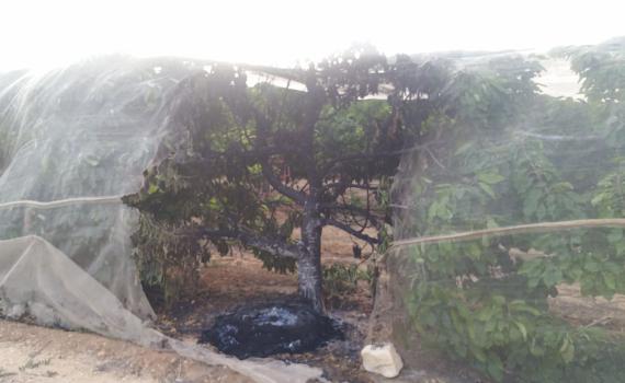 באמצעות צמיג: שוב הצתה במטע דובדבנים בגוש עציון