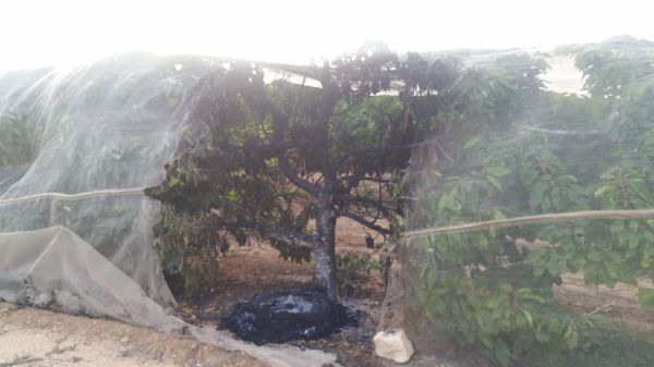 באמצעות צמיג: שוב הצתה במטע דובדבנים בגוש עציון