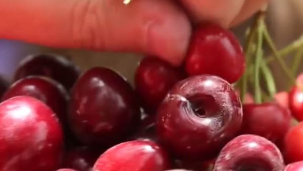 חוויה בלתי נשכחת: פסטיבל הדובדבנים בגוש עציון