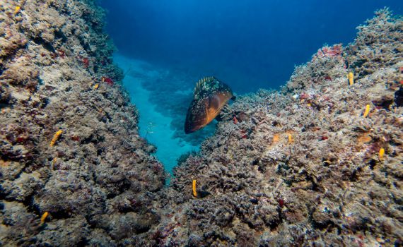 בעקבות יוזמת אלקין: האם ניתן לאסור דייג בים התיכון?