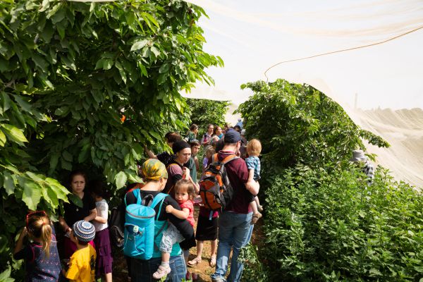 גלריה: עשרת אלפים איש בפסטיבל הדובדבנים