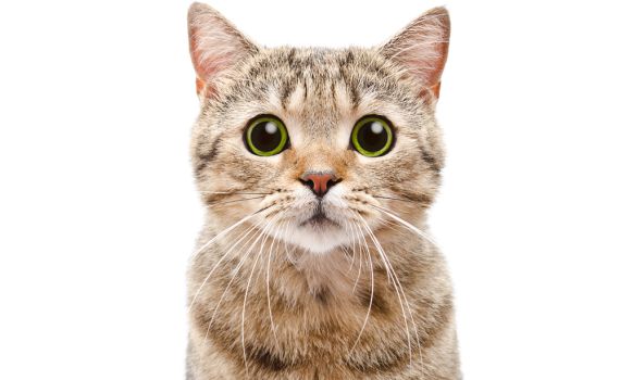 שו"ת: נראה תמים? החתול הוא הרוצח הכי חמוד בעולם