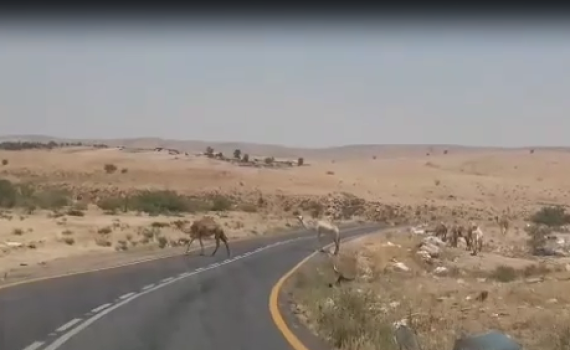 צפו: איום ממשי על חיי תושבי הר חברון