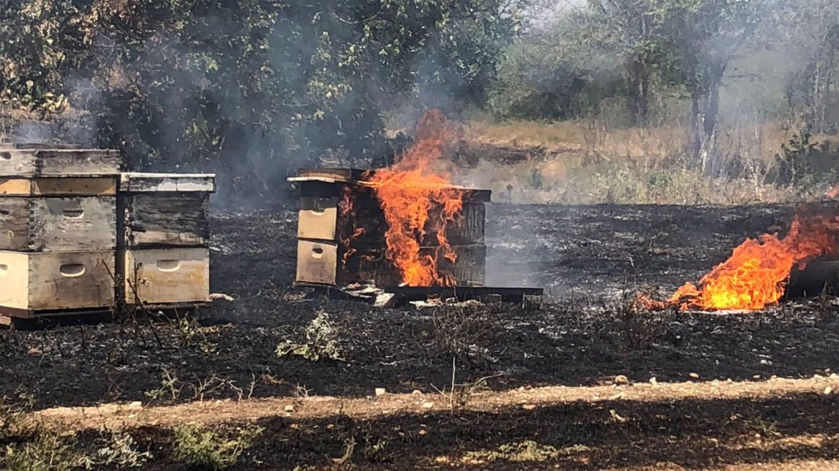 יותר מ-200 כוורות נשרפו בטרור ההצתות בעוטף עזה