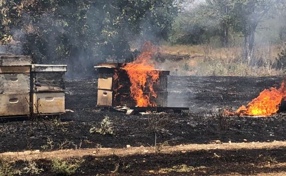 יותר מ-200 כוורות נשרפו בטרור ההצתות בעוטף עזה