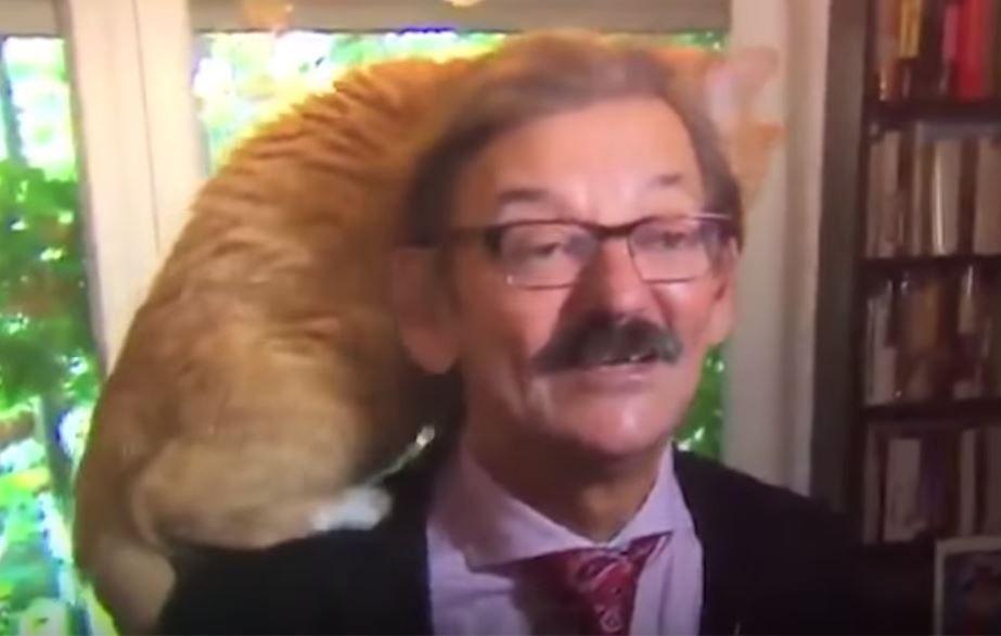 בשידור חי: חתול טיפס על ראשו של הפרשן המדיני.צפו