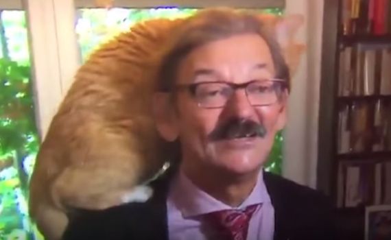 בשידור חי: חתול טיפס על ראשו של הפרשן המדיני.צפו