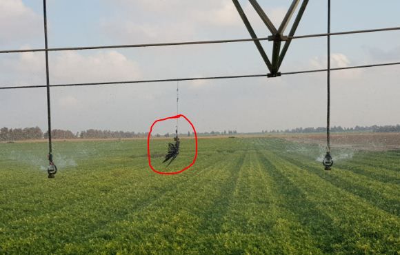 תיעוד: בז תבערה אותר במועצה האזורית אשכול