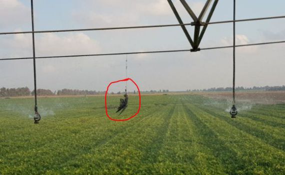 תיעוד: בז תבערה אותר במועצה האזורית אשכול