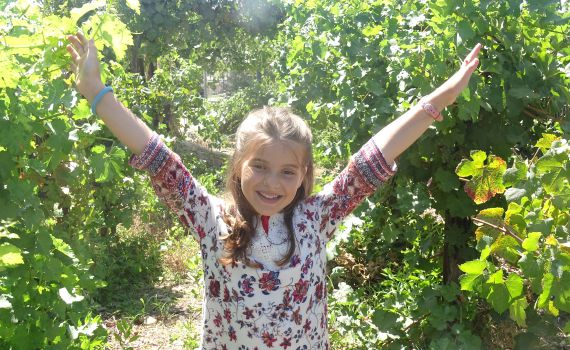 היסטוריית היין: פסטיבל הבציר בגוש עציון יוצא לדרך