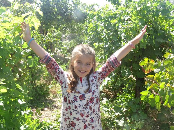 היסטוריית היין: פסטיבל הבציר בגוש עציון יוצא לדרך