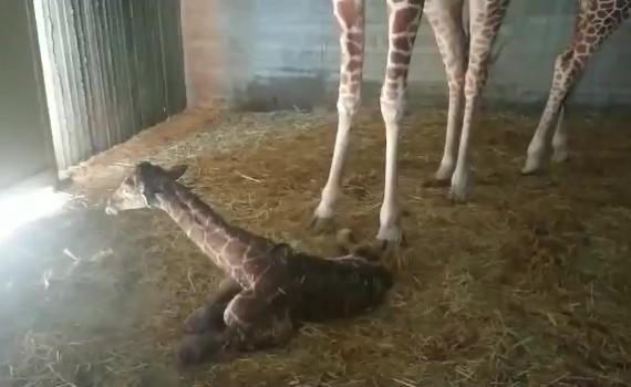 צפו: אחרי ארבע שעות, ג'ירף נולד בחי פארק