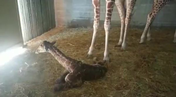 צפו: אחרי ארבע שעות, ג'ירף נולד בחי פארק