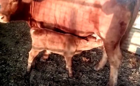 מכון המקדש מאשר: פרה אדומה נולדה בישראל. צפו