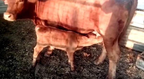 מכון המקדש מאשר: פרה אדומה נולדה בישראל. צפו