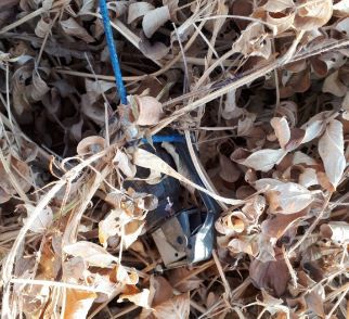 תיעוד: רימון מחובר לבלון אותר בעוטף עזה