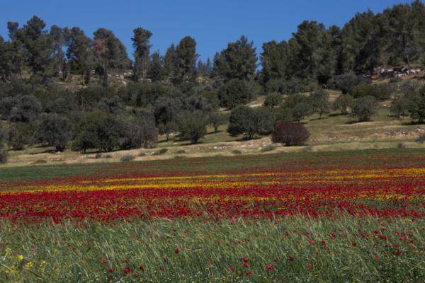 בחול המועד סוכות: קידום הבריאות יוצא לחיק הטבע