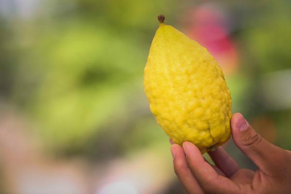 אל תזרקו: הדבר הכי טוב שאפשר להכין מאתרוגים