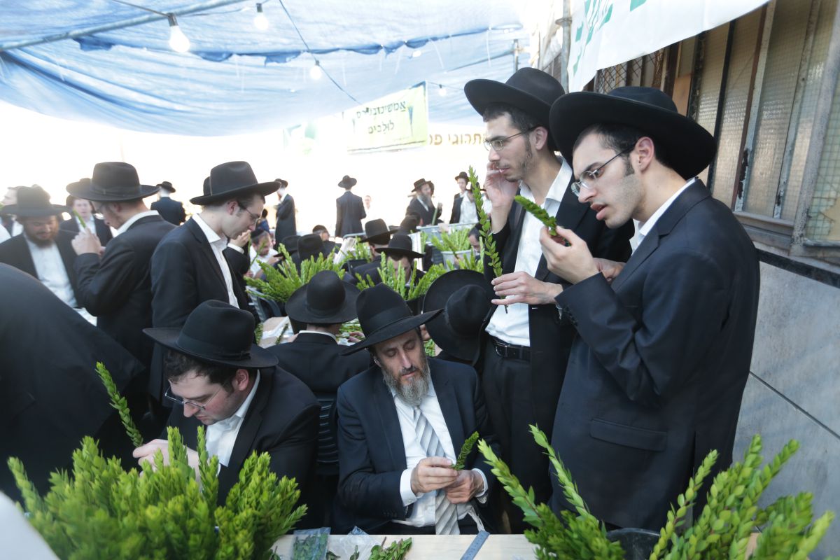 גלריה • 4 המינים ובניית סוכה: ההכנות לחג בירושלים