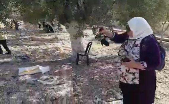 חרפה: עשרות מוסלמים מוסקים זיתים בהר הבית