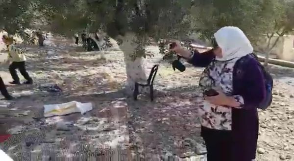 חרפה: עשרות מוסלמים מוסקים זיתים בהר הבית