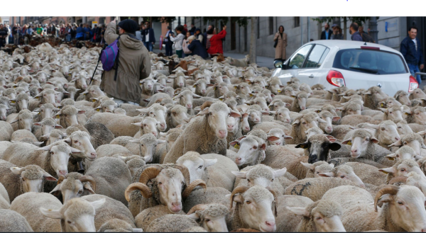 מחאה מוזרה: אלפי כבשים חסמו את רחובות מדריד