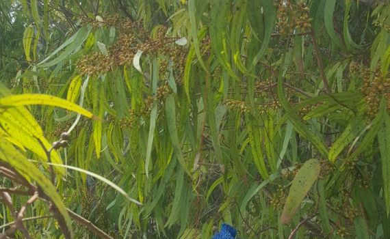 בלון תבערה נחת במועצה האזורית חבל מודיעין