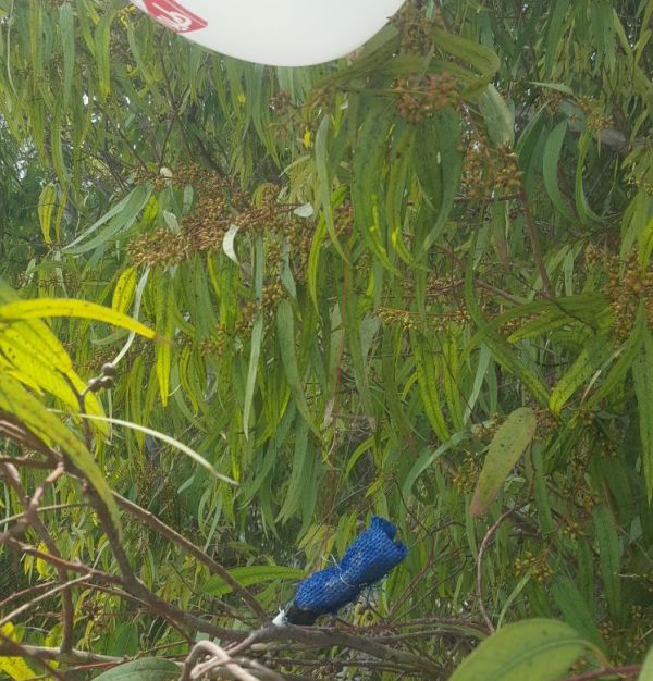 בלון תבערה נחת במועצה האזורית חבל מודיעין