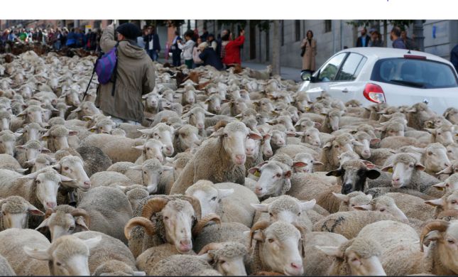  מחאה מוזרה: אלפי כבשים חסמו את רחובות מדריד