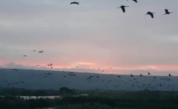מרהיב: עשרות אלפי עגורים נצפו באגמון החולה. צפו