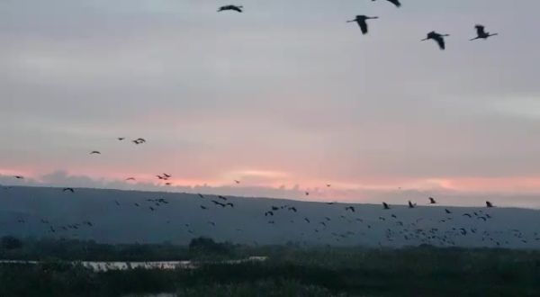 מרהיב: עשרות אלפי עגורים נצפו באגמון החולה. צפו