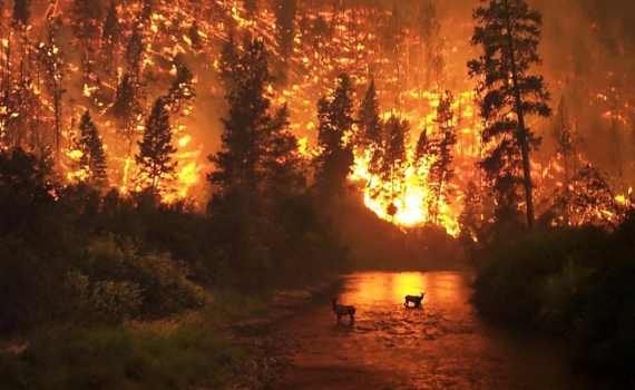 שריפת ענק בקליפורניה: לפחות 9 נהרגו בלהבות
