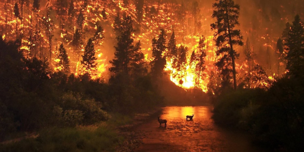 שריפת ענק בקליפורניה: לפחות 9 נהרגו בלהבות