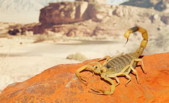 בן 3 נעקץ בצווארו על ידי עקרב- מצבו קשה