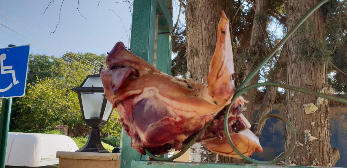 ראש חזיר בכניסה לבית הכנסת. צפו