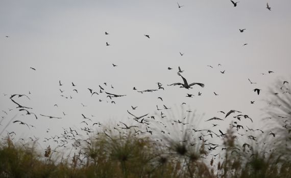 מרהיב: שיא במספר העגורים באגמון החולה. צפו