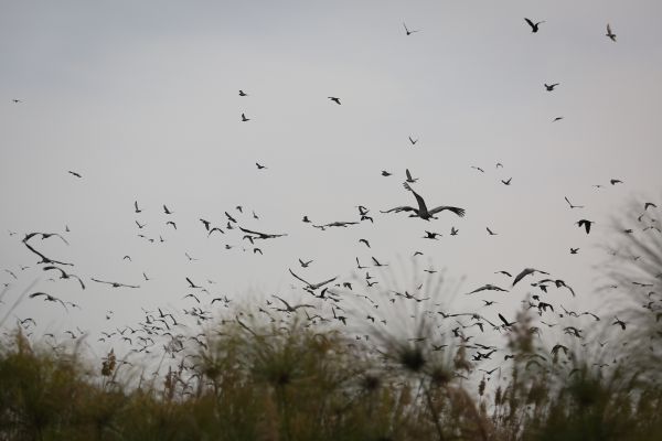 מרהיב: שיא במספר העגורים באגמון החולה. צפו
