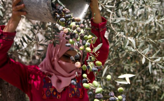 רבנים למען זכויות אדם: תרמו וקבלו סבון פלסטיני