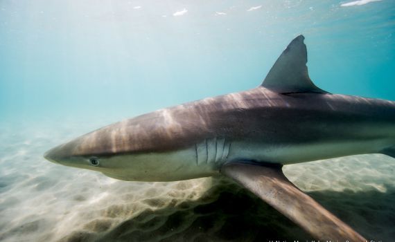 תופעה ייחודית: הכרישות הטורפות בדרך בישראל