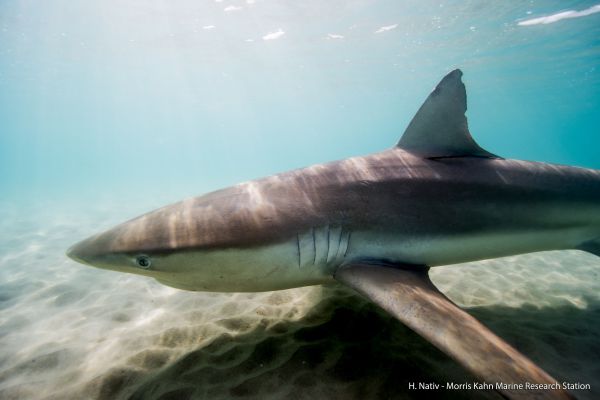 תופעה ייחודית: הכרישות הטורפות בדרך בישראל