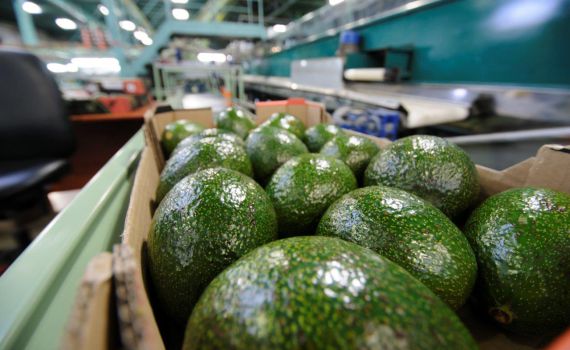 חדש: החקלאים יוצאים למאבק בתופעת הגניבות