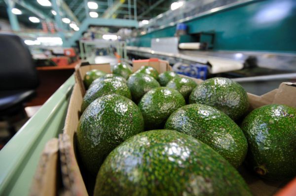 חדש: החקלאים יוצאים למאבק בתופעת הגניבות